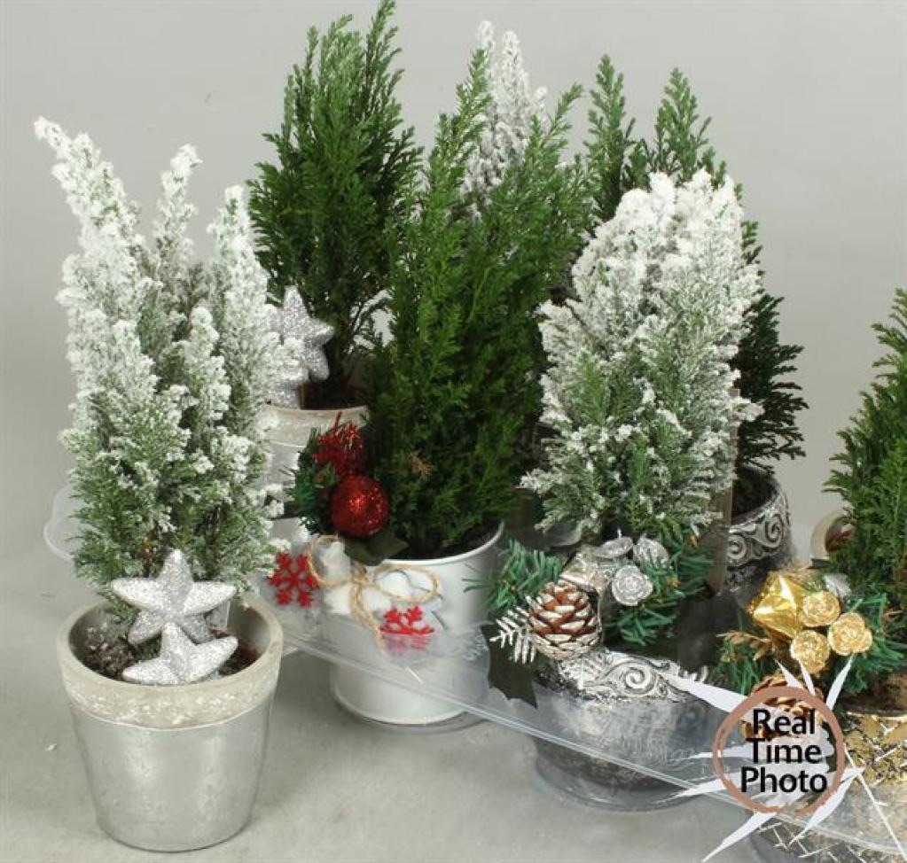 Mini Frosted Christmas Tree Arrangement