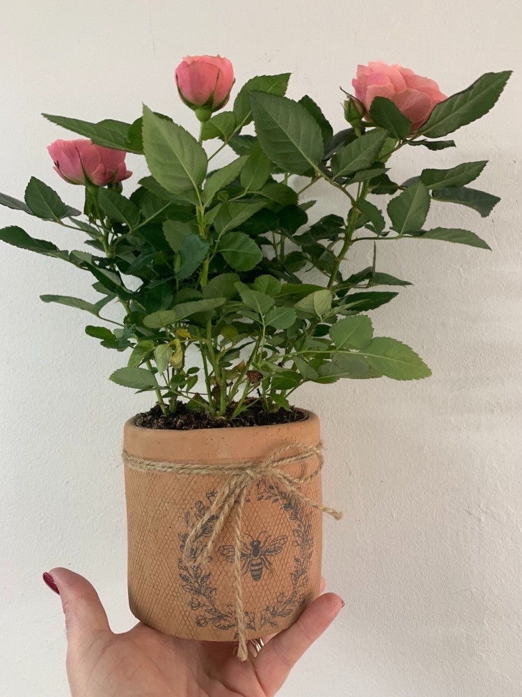 Rose Plant In A Ceramic Bee Patterned Planter 