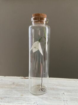 Snowdrop in a Bottle