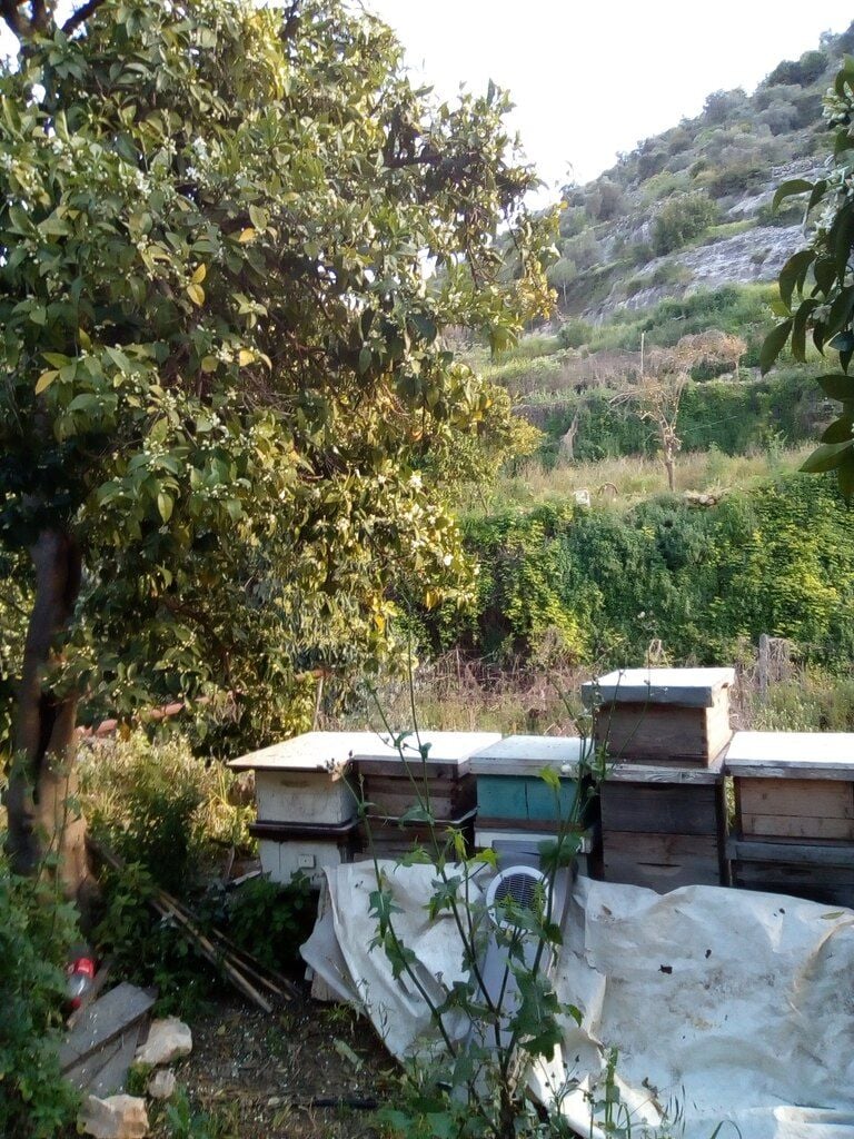 Beehives and orange blossom