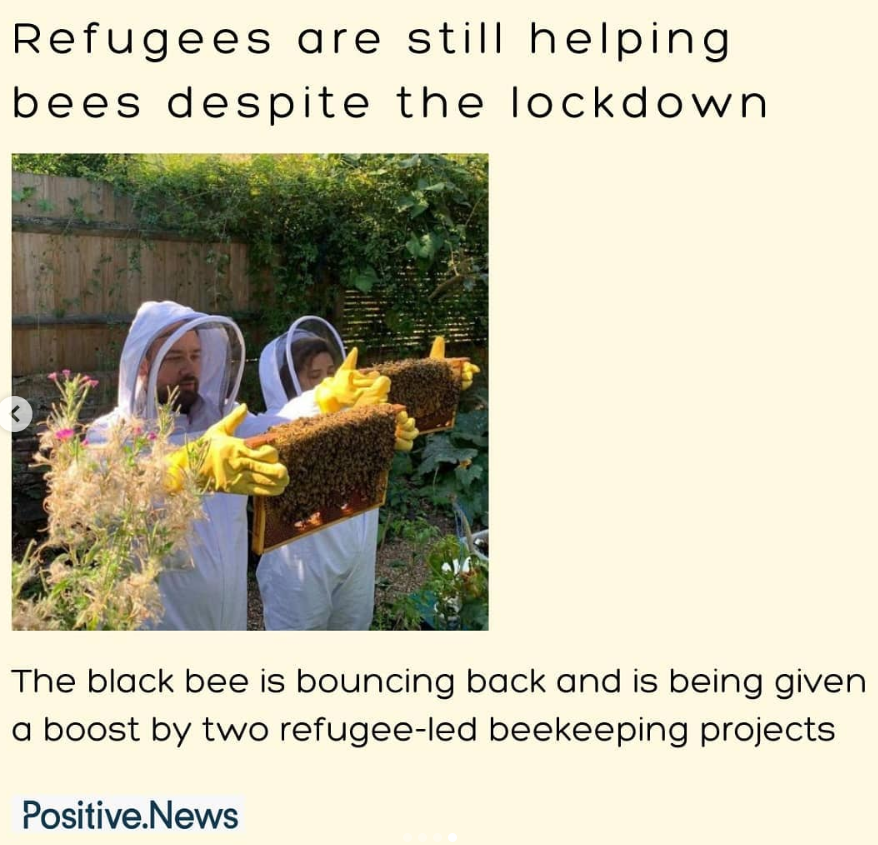 refugees bees