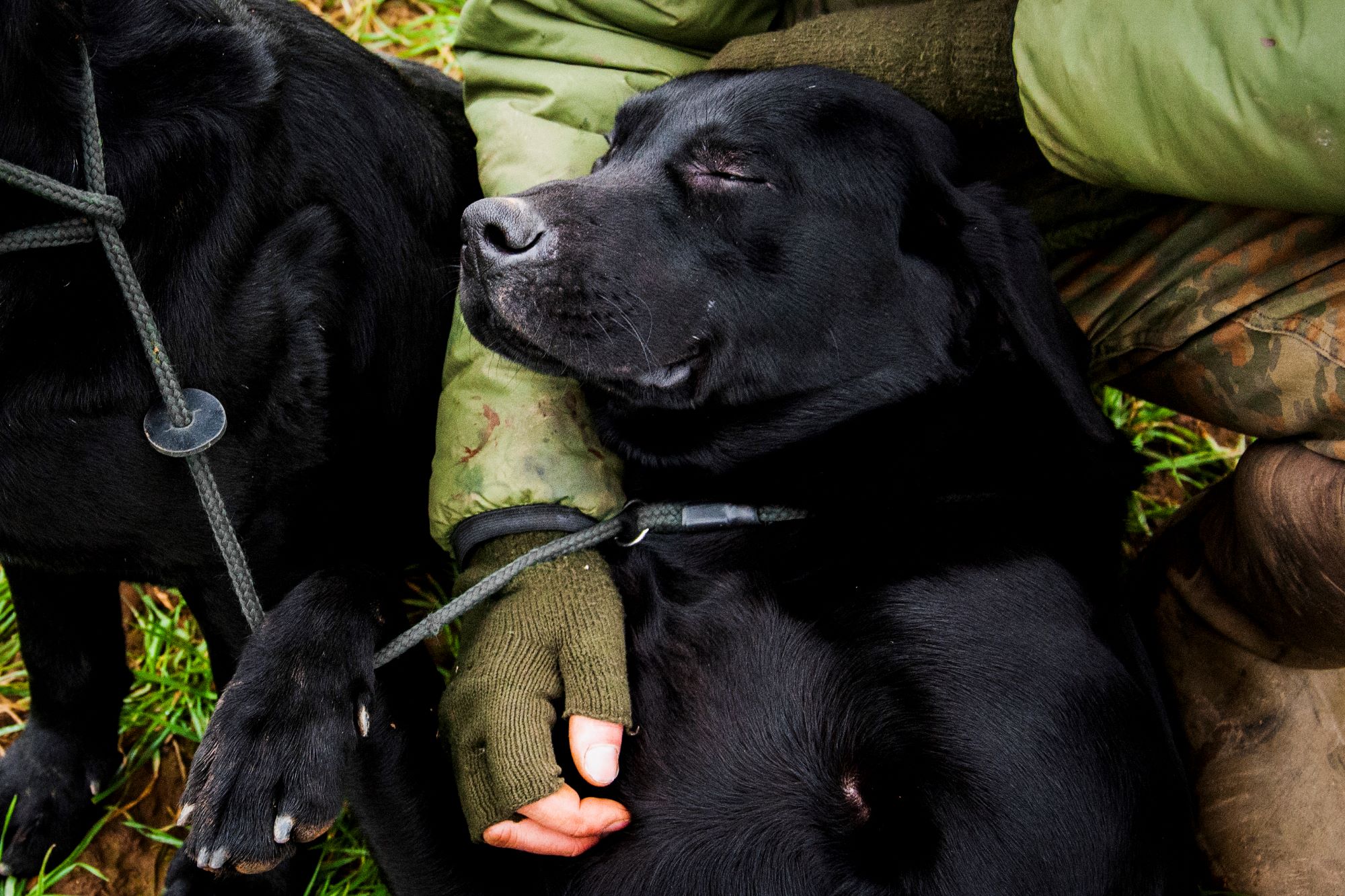 A working black lab is photographed having a snooze. He's leaning on his owner and has one paw hanging over his lead which is also attached to another black lab.