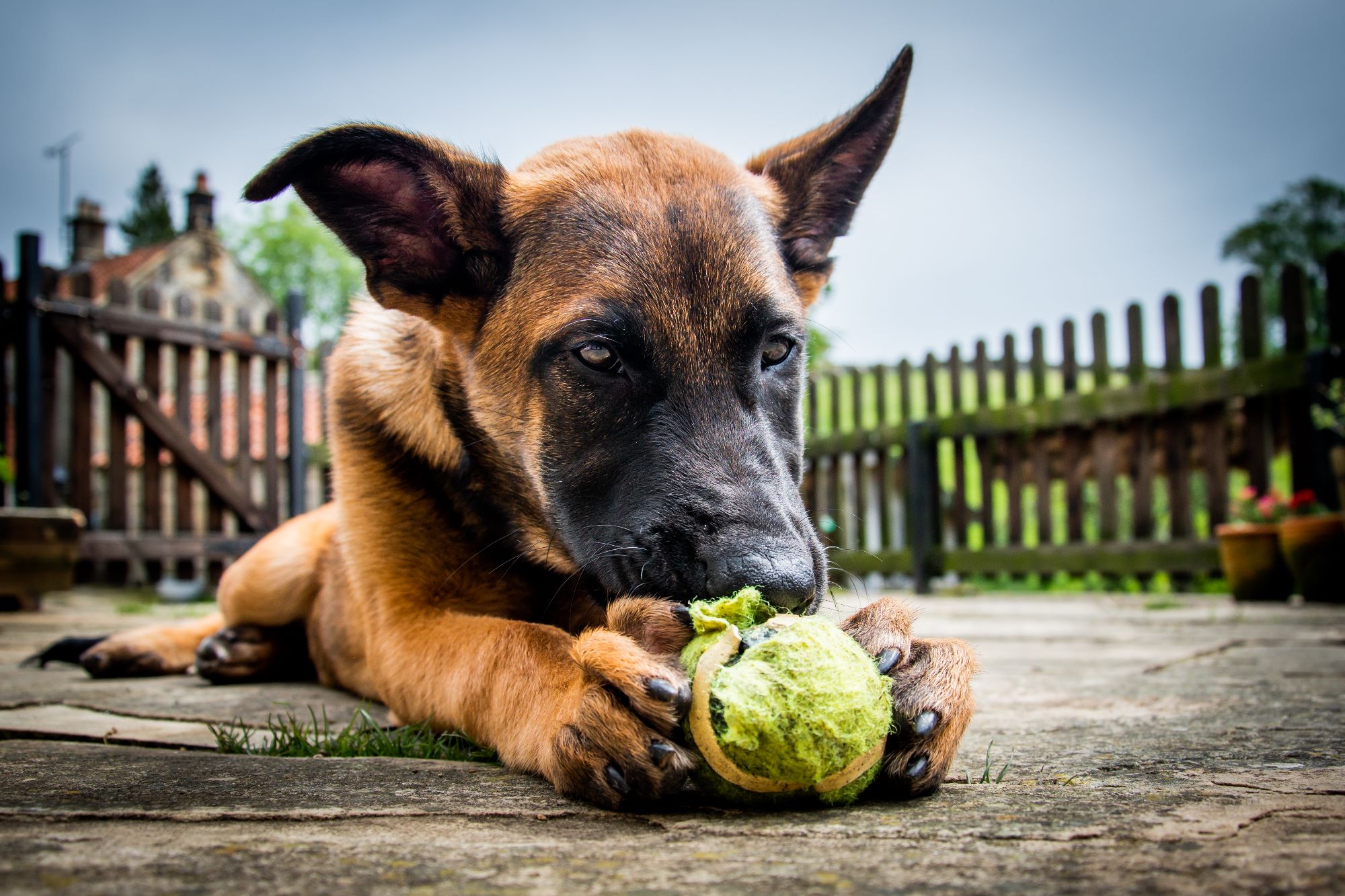 A dutch herder pup is chewing a tennis ball in her owner's garden. The photograph is taken from floor level so the paws and claws look large.