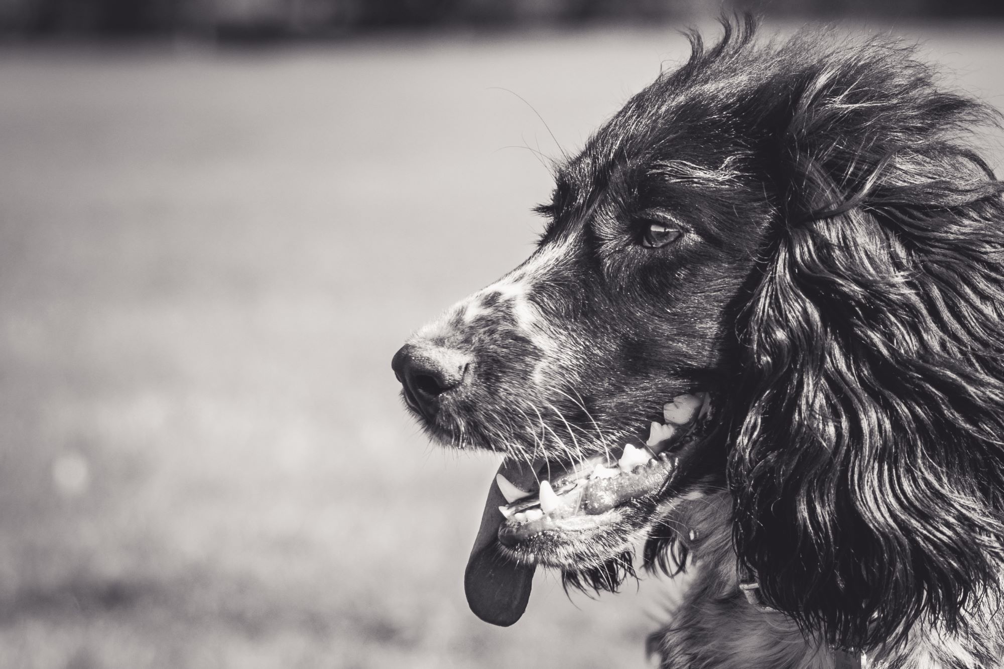 A close up of a spaniel who's got her tongue hanging out the right side of her mouth.