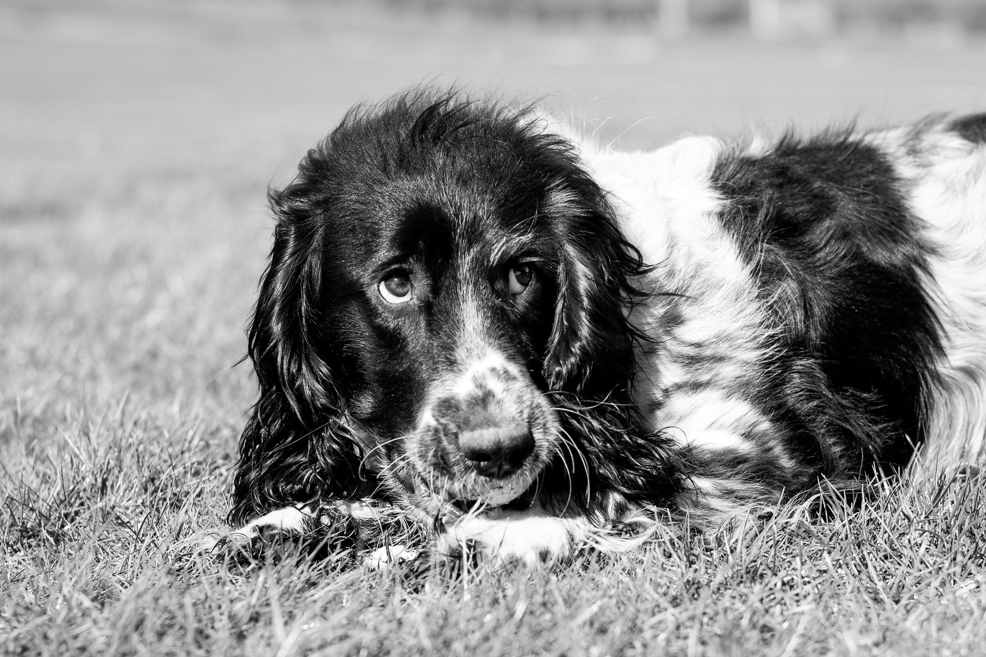 Black and White photograph featuring a spaniel chewing a tennis ball