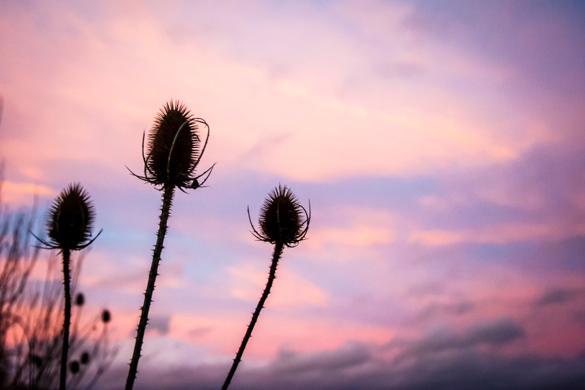 Three Teasels are silhouetted against a pink winter sunset sky.