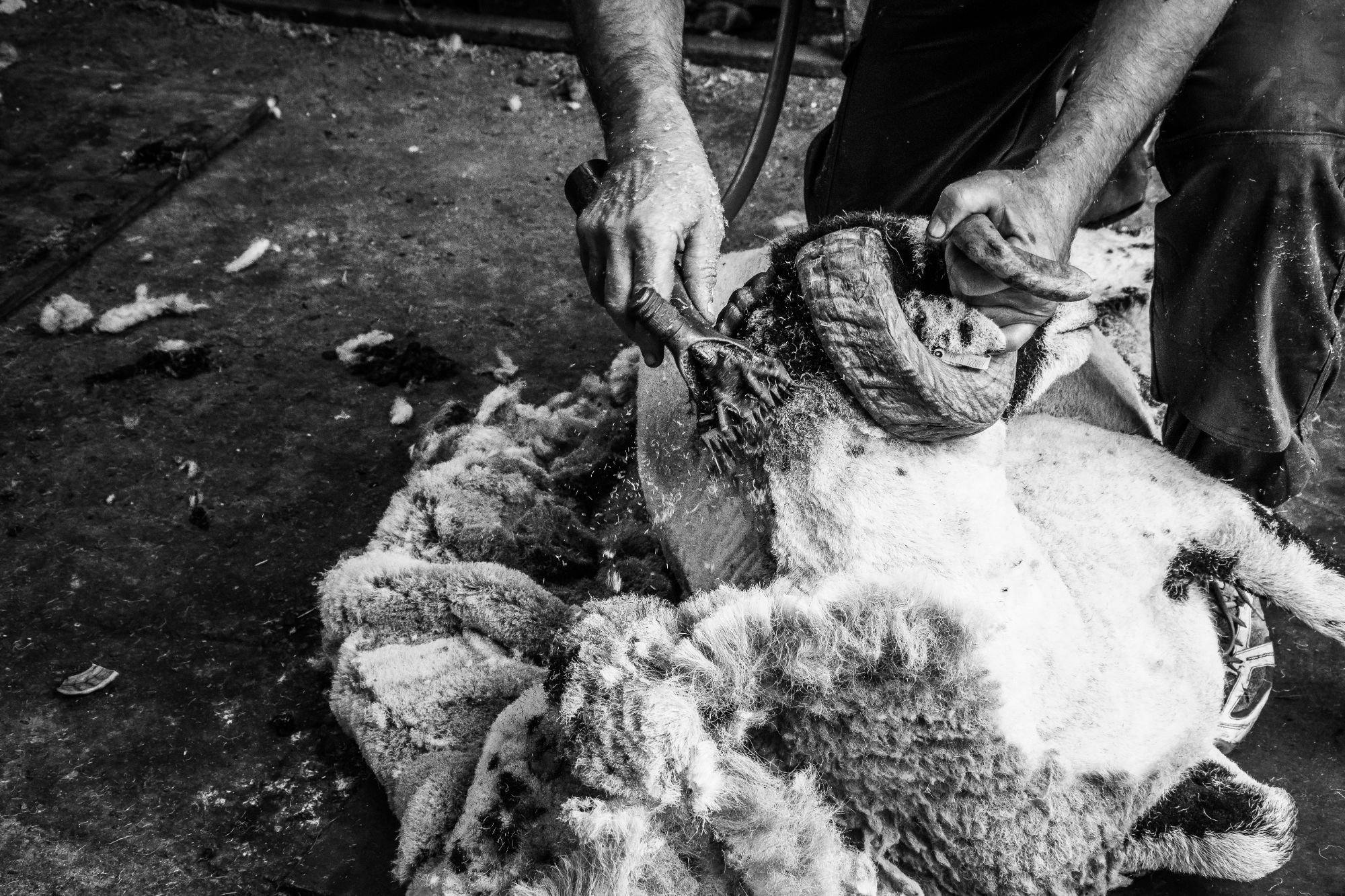 Sheep Sheering - Goathland, North York Moors. The farmer clips the wool from the sheep's neck with one hand while holding it's head in place by the horn with the other hand.