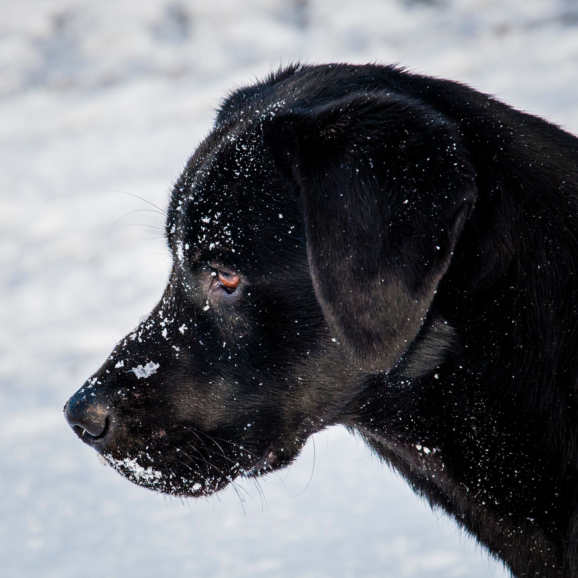 A black lab stands in the snow and he has snowflakes all over is head. 