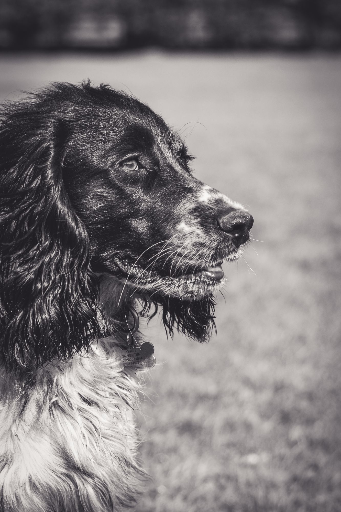 A beautiful pet portait captured in harroagte. A Spaniel sits and looks at her owner off camera and poses.