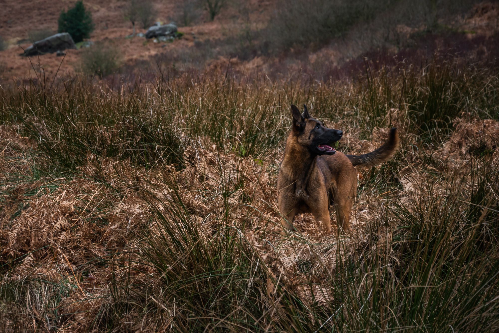 A dutch herder is photographed in her favourite location - playing amongst the grasses and reeds by a river. It's autumn time so she blends in with the location really well.