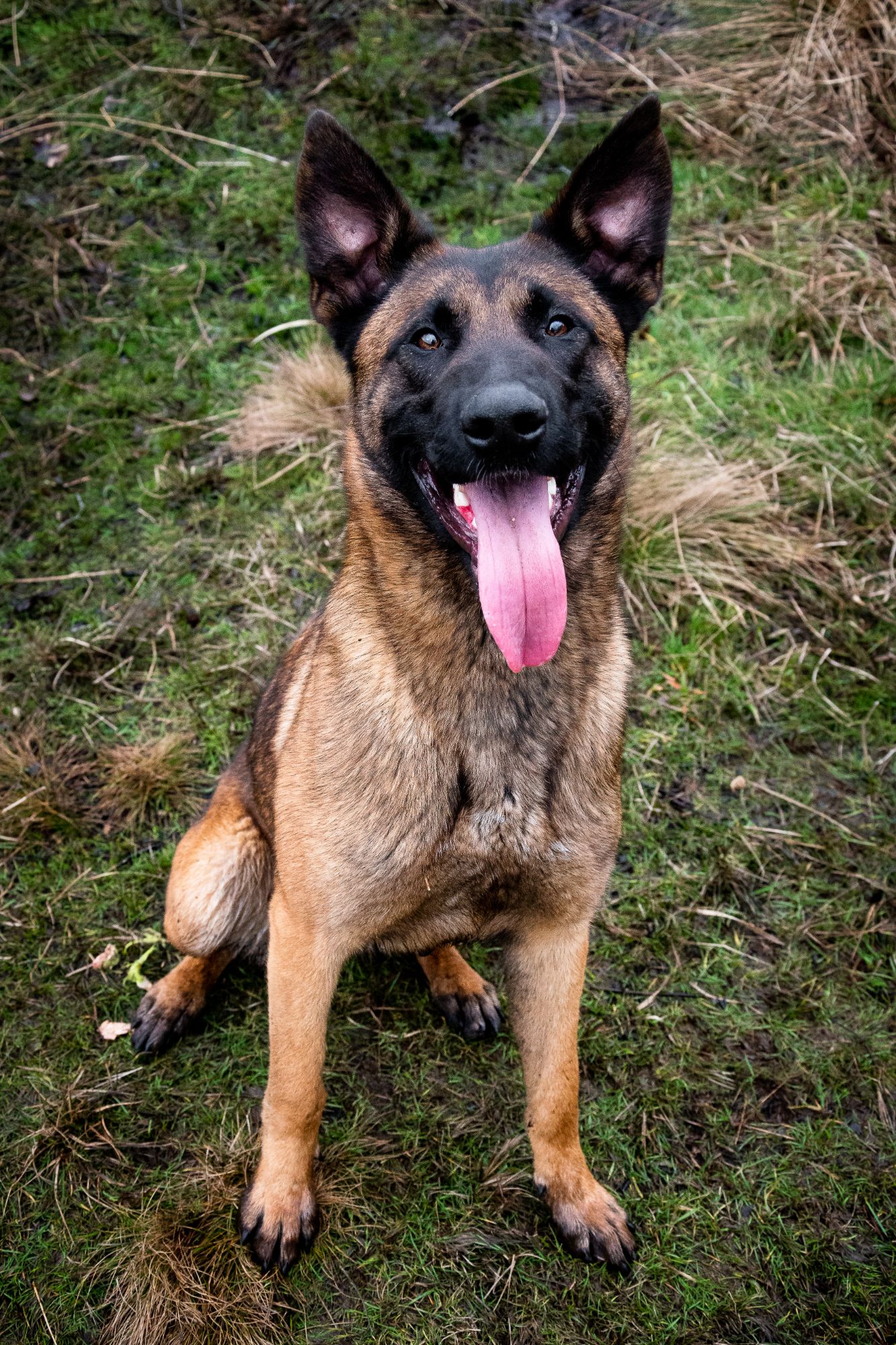 A dutch herder sits and smiles at the camera. She has her mouth open and her tongue is hanging out