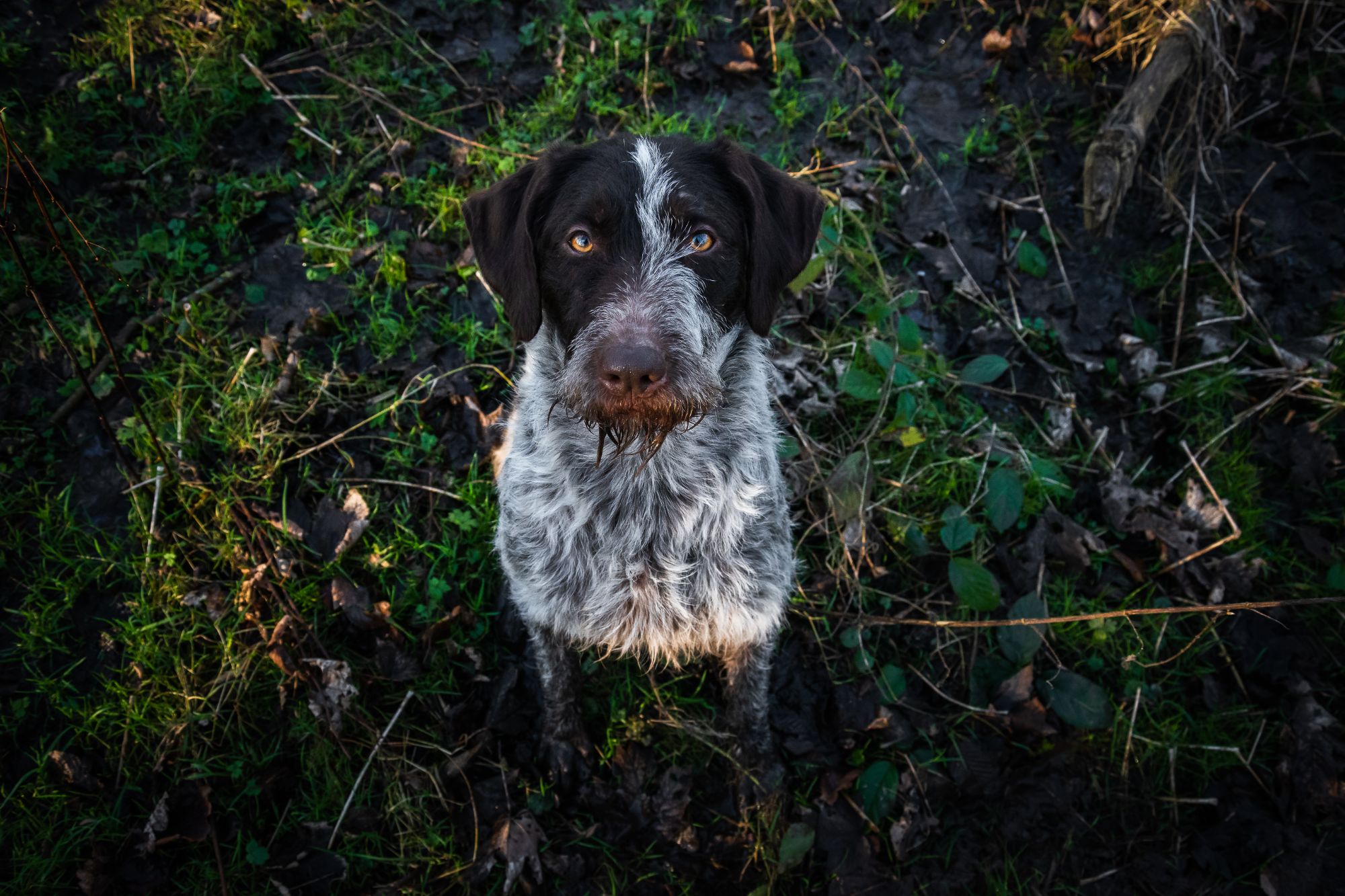 A german wirehaired pointer sits and looks directly down the camera. The photograph is taken from nearly above her so she looks quite serious for a change!
