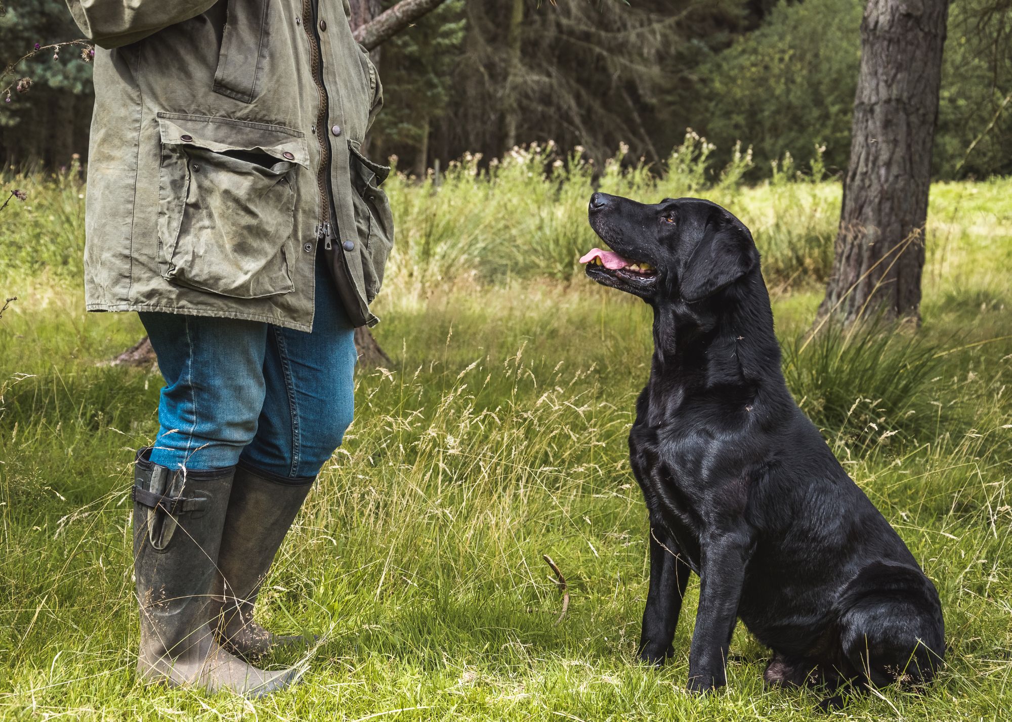A black lab sits and looks at his owner. They're in a field and all you can see of the owner is her legs, wellies and jacket.