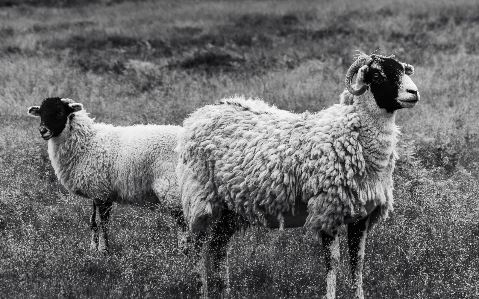 A ewe and her lamb are stood both looking in oposite directions on the moor. The image is black and white