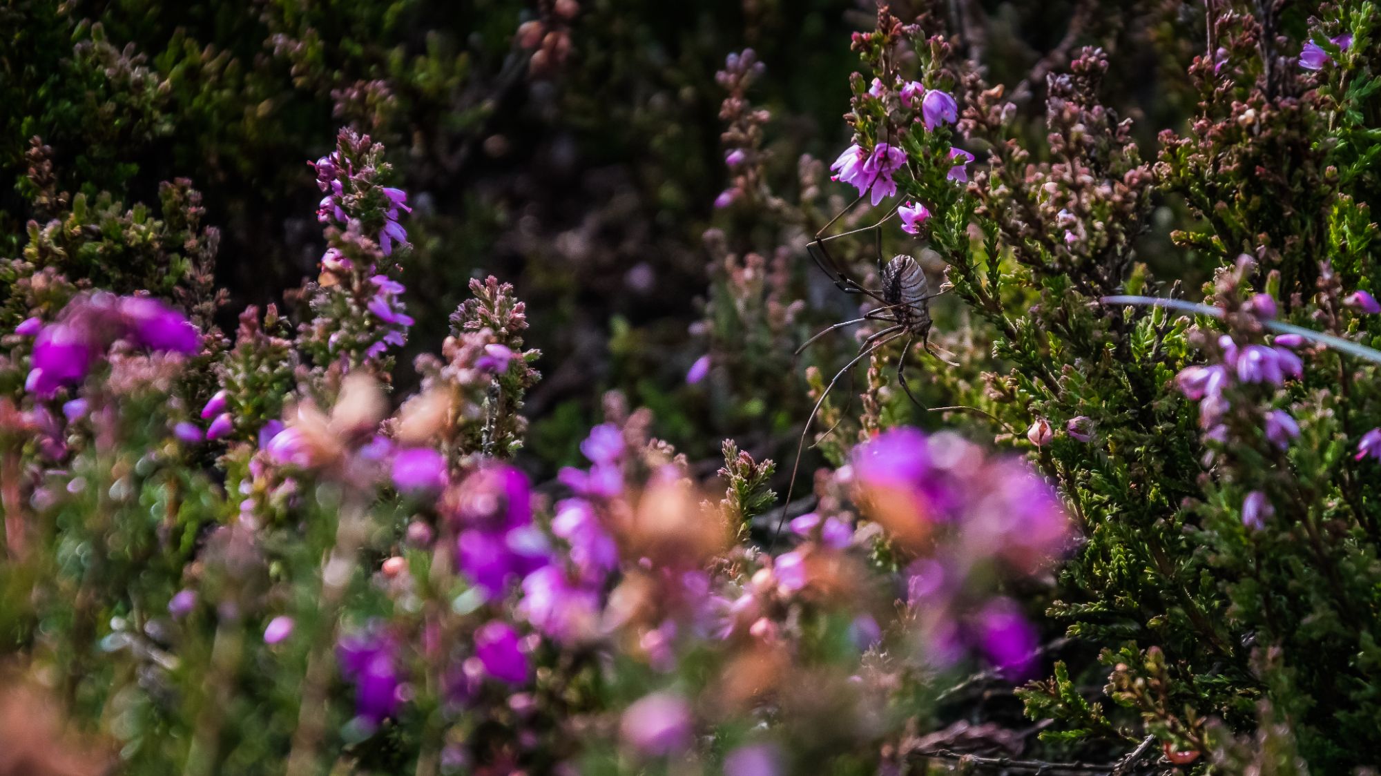 A spider slowly crawls through the purple heather. The image is taken from the spider's level so you can clearly see his long legs