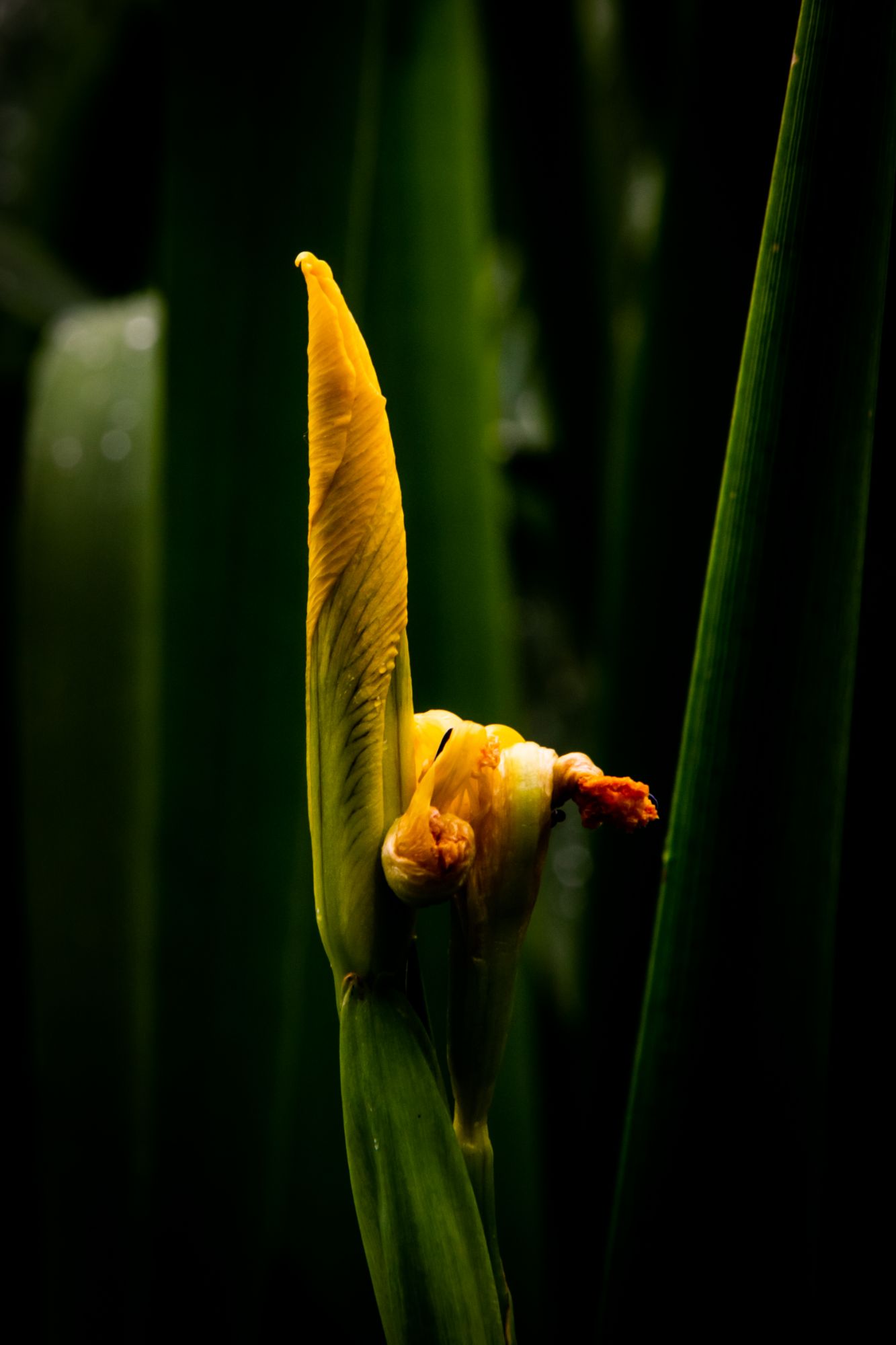 A yellow flag iris is photographed just before it opens and blooms.