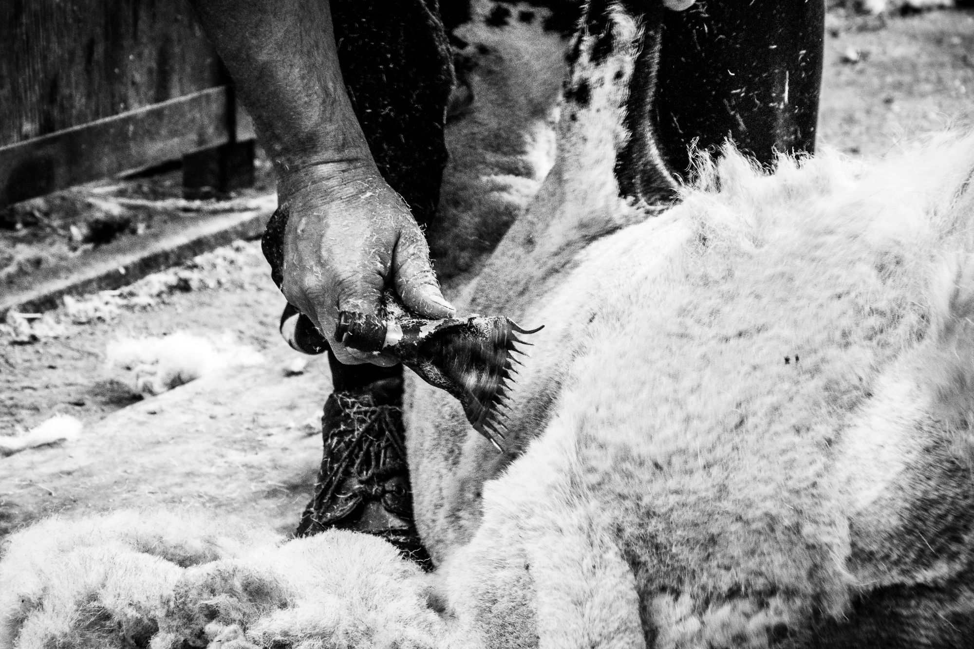 A farmer is clipping a sheep in this black and white photograph. The image focuses on the clipper quickly moving side to side before the farmer shaves on the next bit of wool.