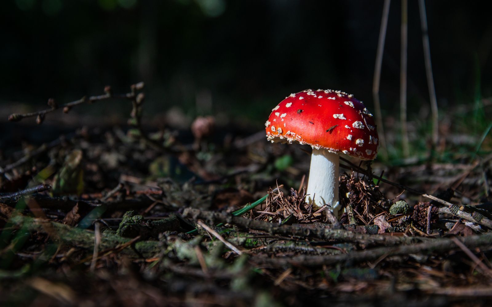 A classic toadstool of red and white spots stands alone on the forest floor