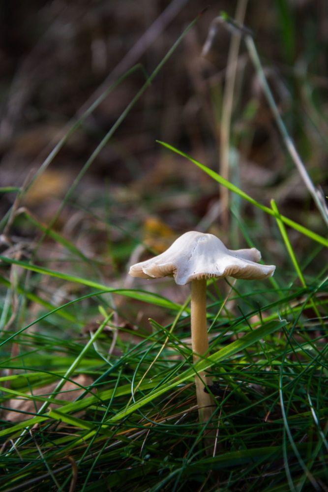 Delicate Mushroom