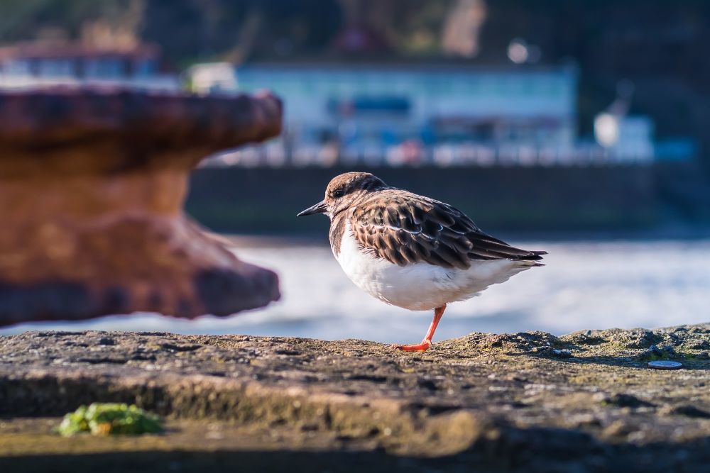 Turnstone At Whitby