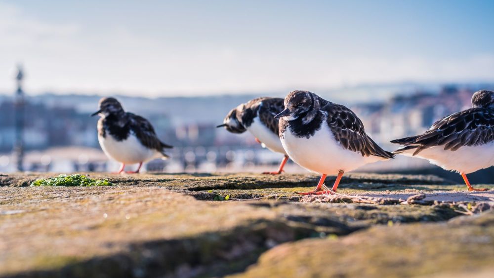 Turnstones At Whitby