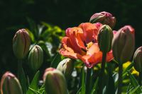 Tulips Awaken