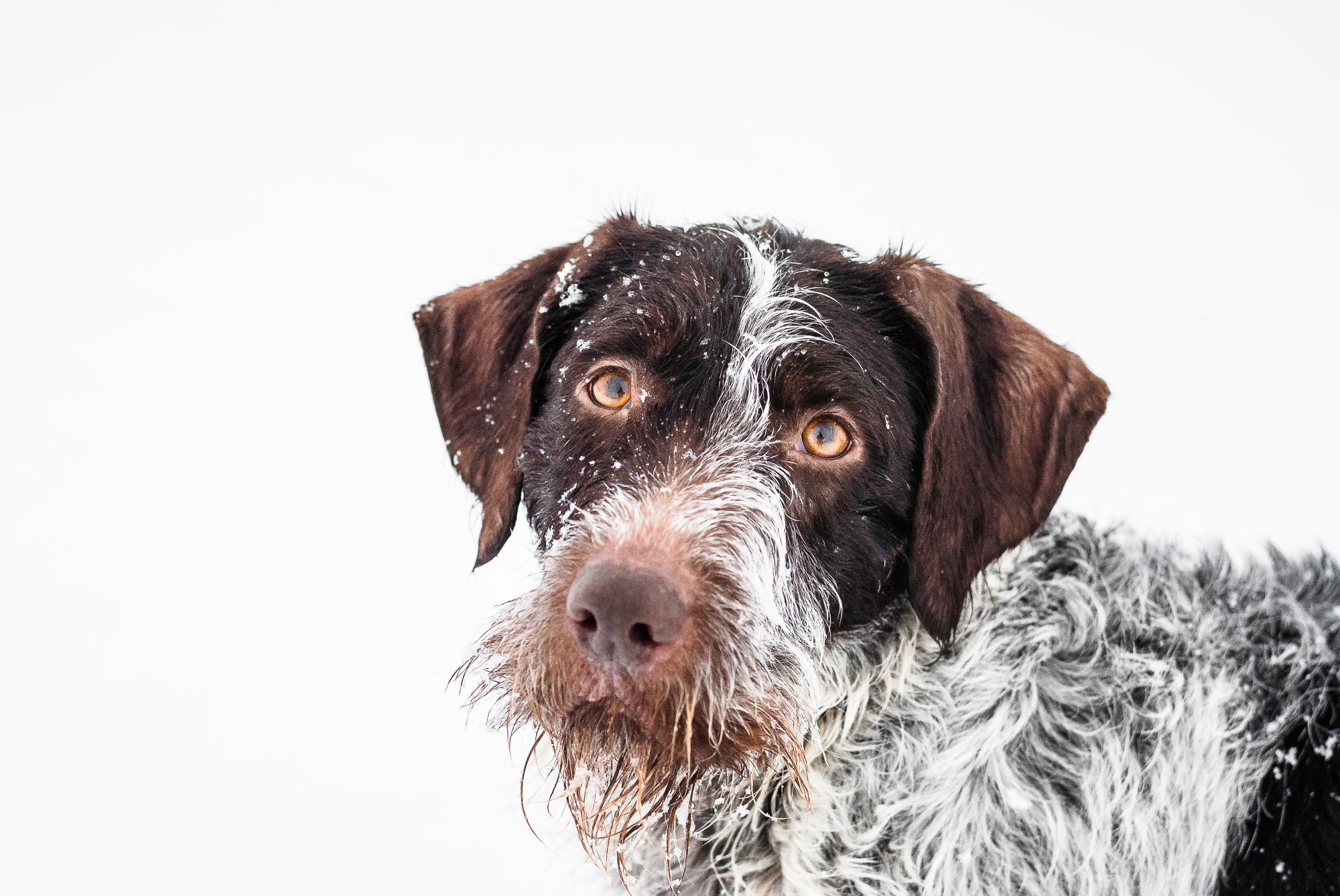 German Wirehaired Pointer looks up at her owner off camera during her snowy pet portrait session