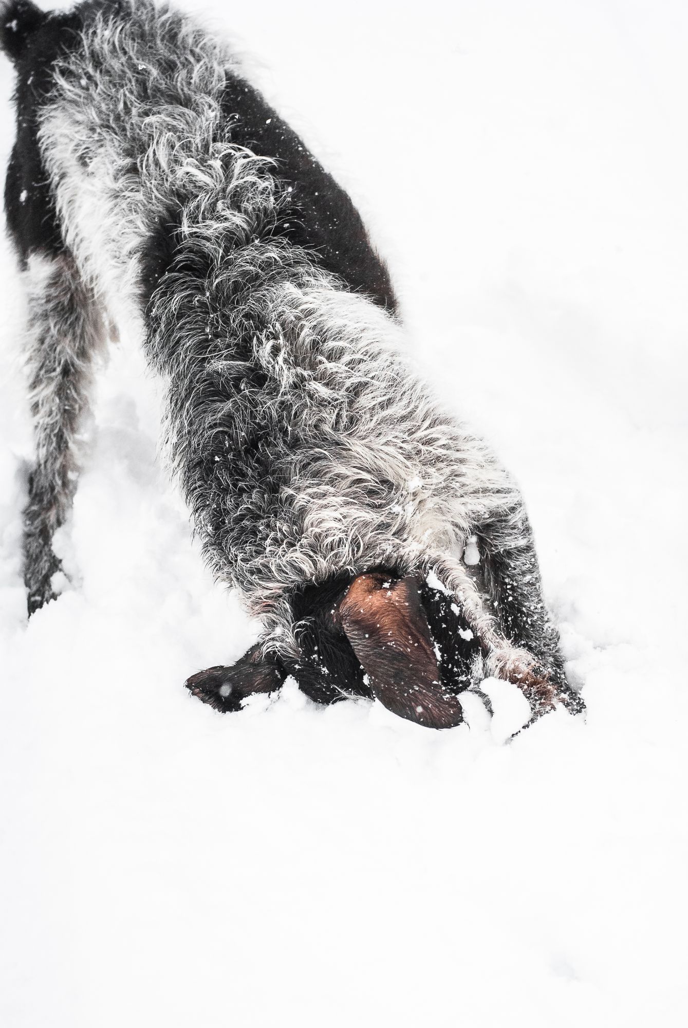 A german wirehaired pointer is photographed in the snow. She's rubbing her head in the snow and all you can see is he body and bent head with two ears flopped over the snow pile.