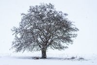 Hawthorn In Winter