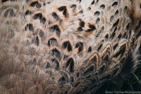 Hen Pheasant Feathers