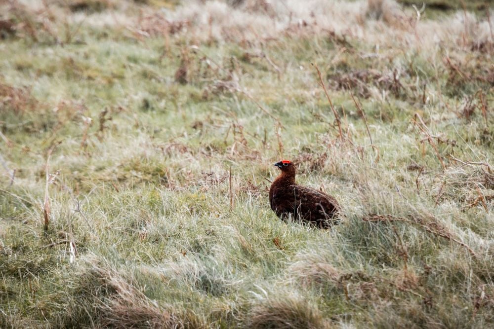 Red Grouse In Spring