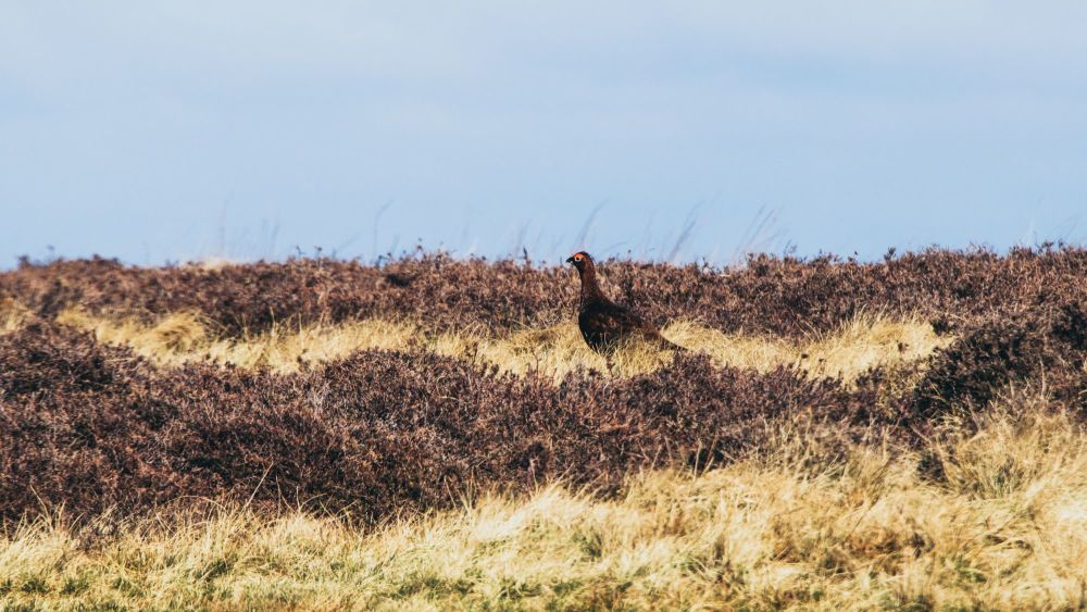 Red Grouse In Summer