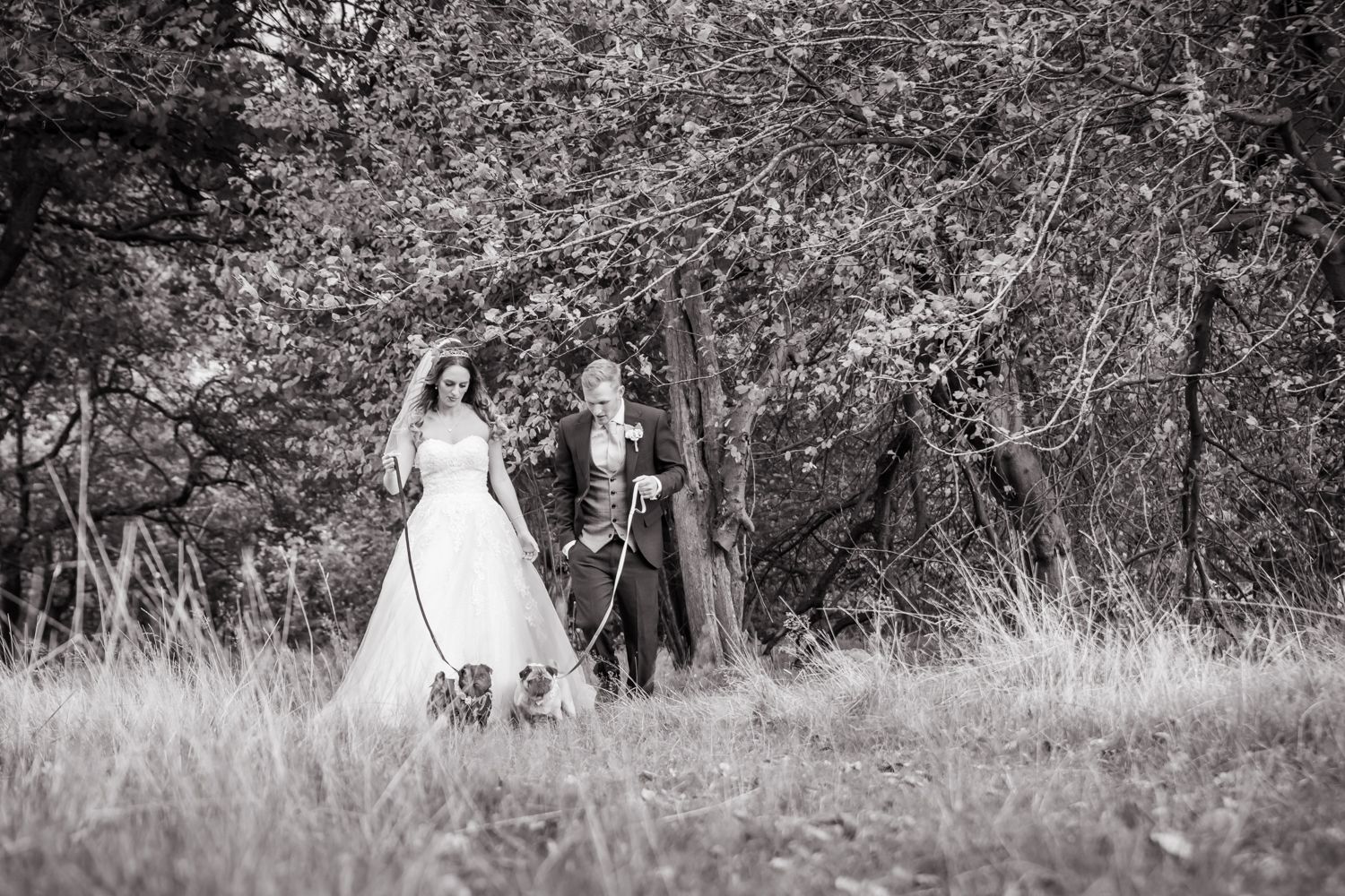 The bride and groom walk towards the camera while looking down at their two pugs who are on leads.