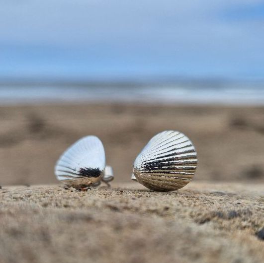 Shell Jewellery