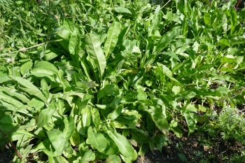 P1130032
