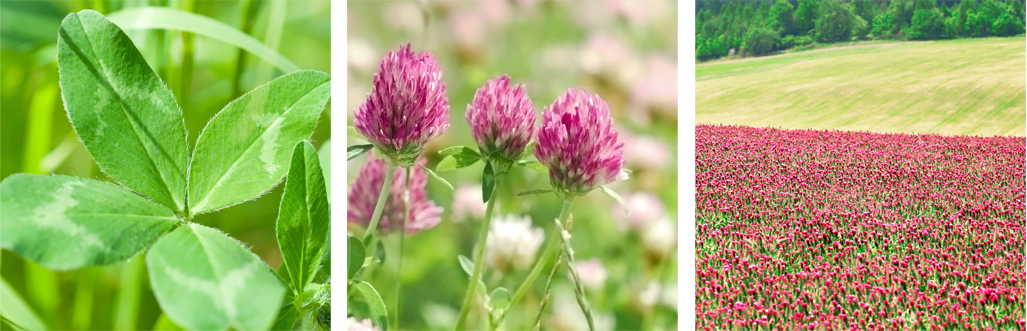 red clover