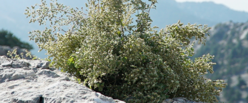 High mountain, wild grown Oregano