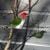 glass_green_woodpecker.jpg