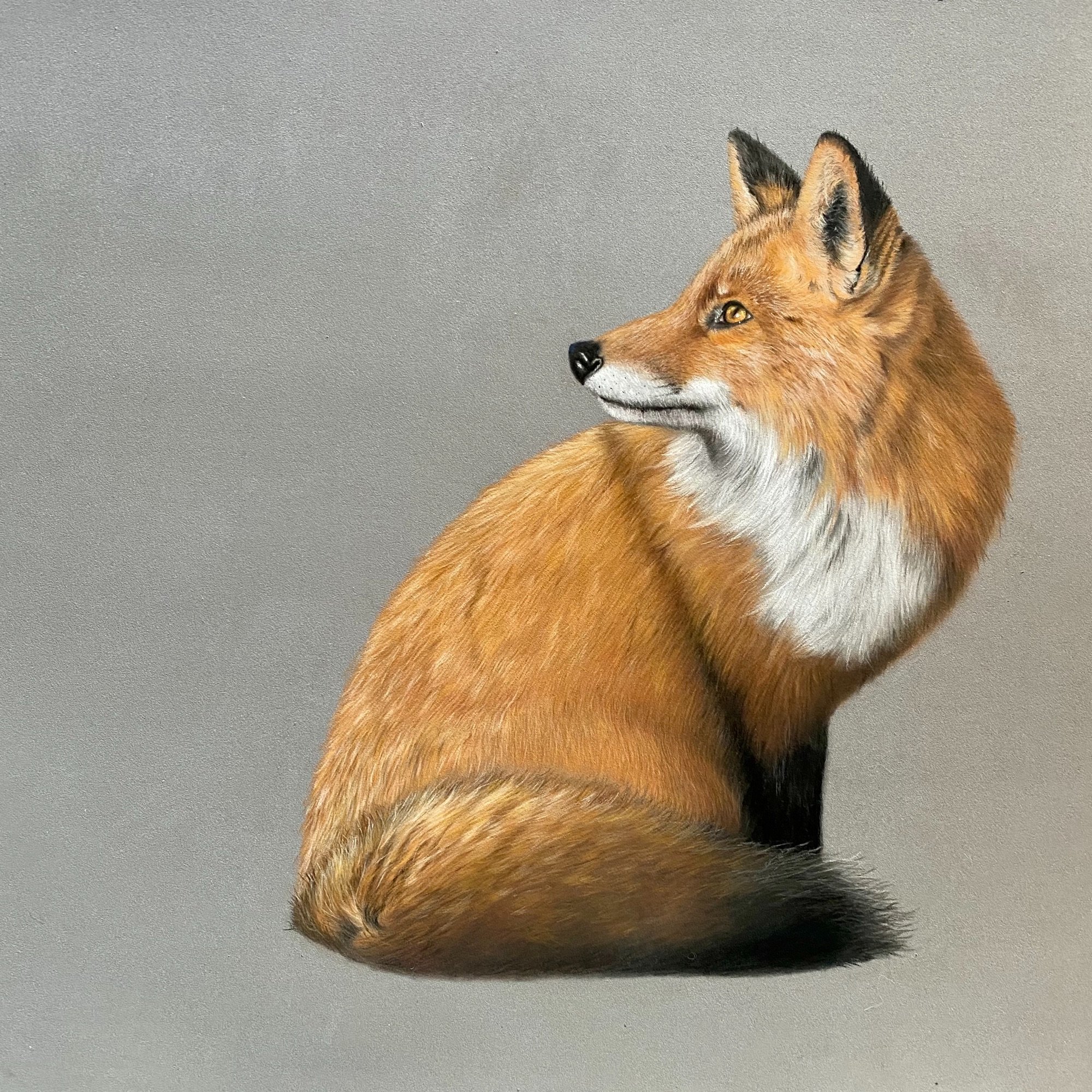 Badger portrait in coloured pencil showing head and shoulders