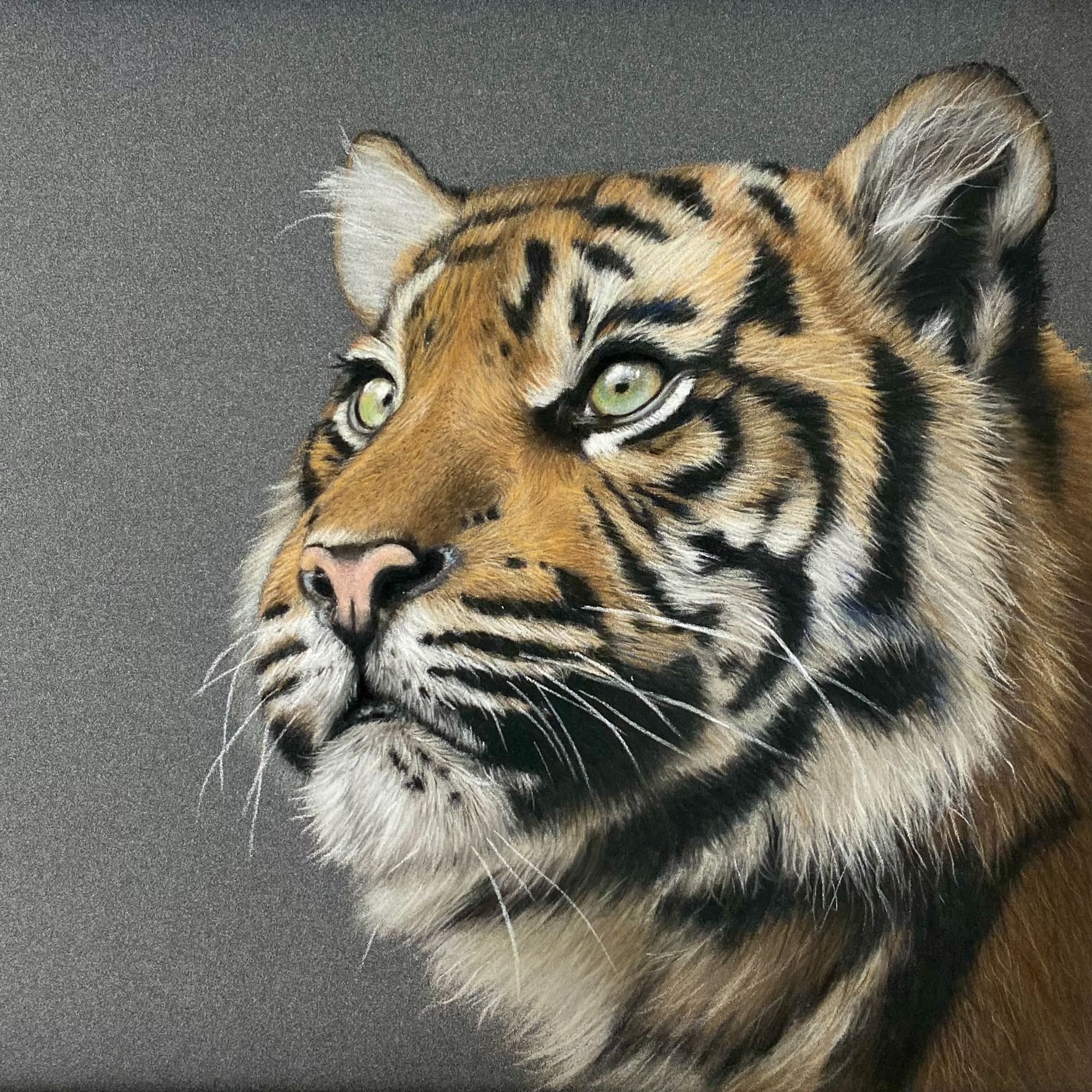 Badger portrait in coloured pencil showing head and shoulders