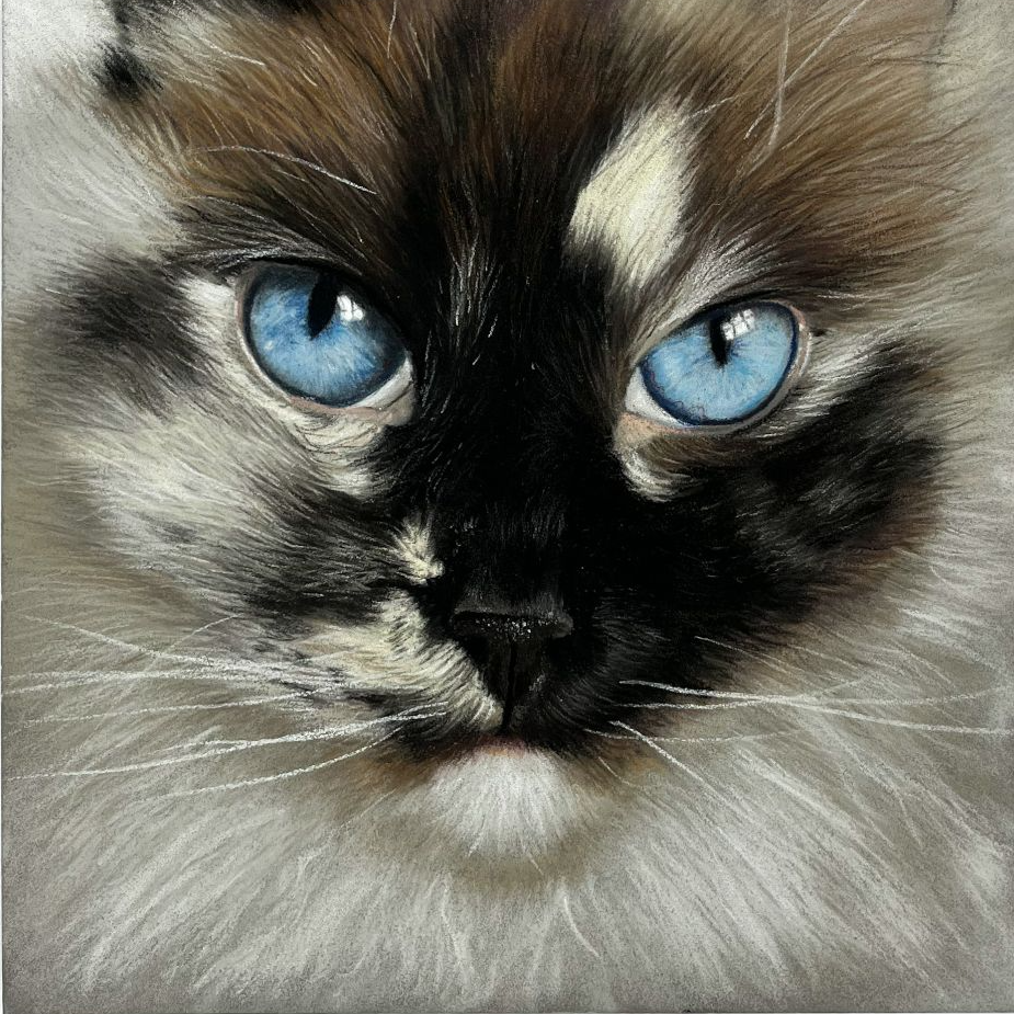 Ragdoll cat with bright blue eyes head drawing