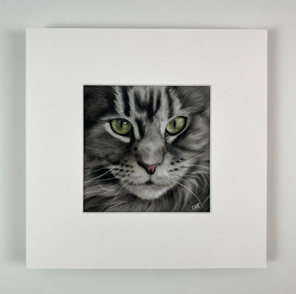Maine Coon Cat Open Edition Art Print