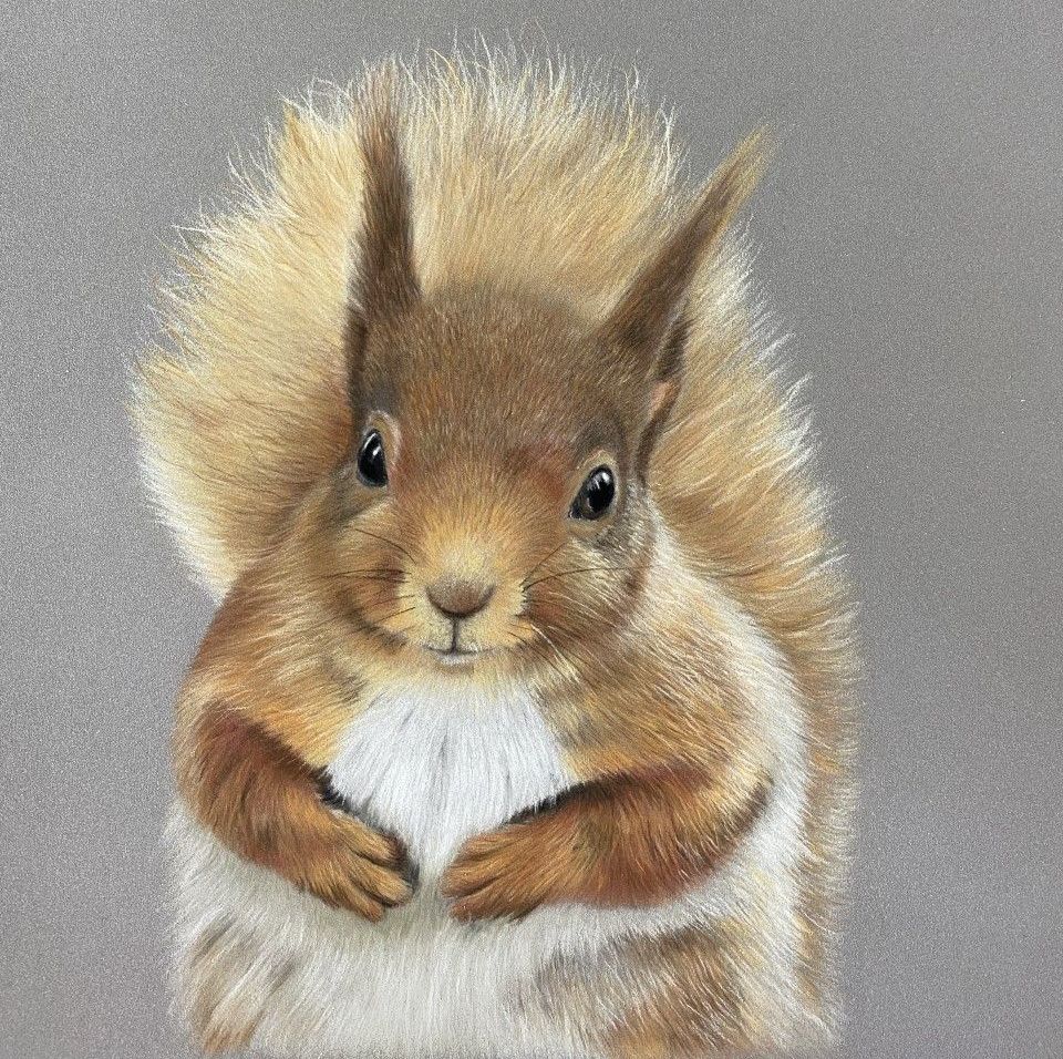 'Curious Red Squirrel' Limited Edition Print