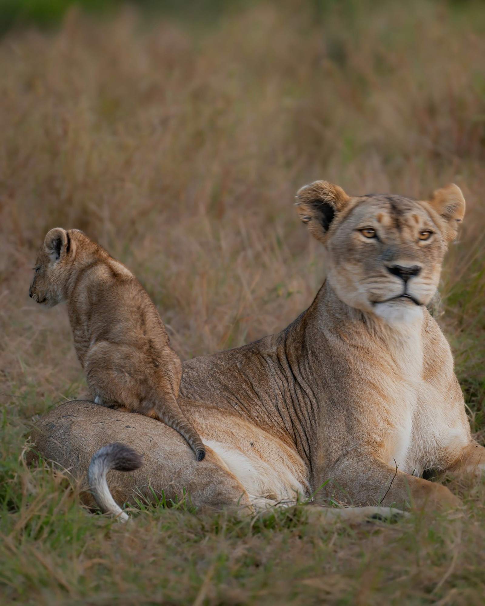 lioness-resting-with-two-cubs-in-grassy-field-6uvAFSSOaOQ.jpg
