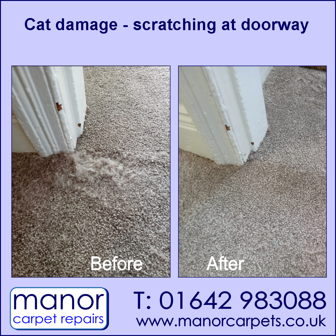 Cat carpet damage repaired in Stockton on Tees. Manor Carpet Repairs