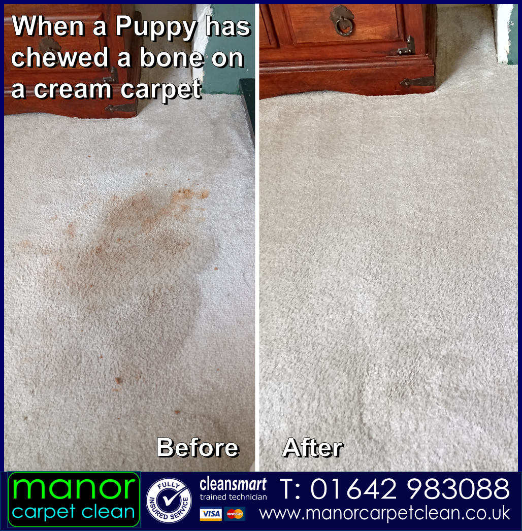 Puppychewing a bone on a cream carpet. All cleaned by Manor Carpet Clean, Hartlepool