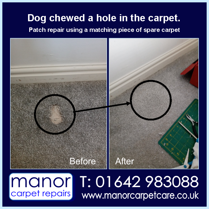 Dog chewed bedroom carpet. Patch repair using a spare piece of matching carpet. Repaired by Manor Carpet Care, Stockton.