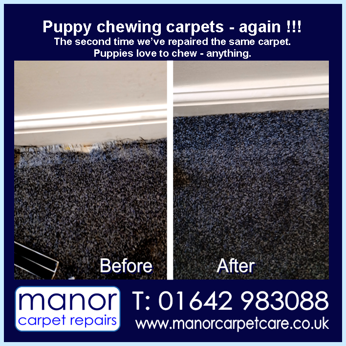 Puppy chewing at the carpet. Repaired by Manor Carpet Repairs, Darlington