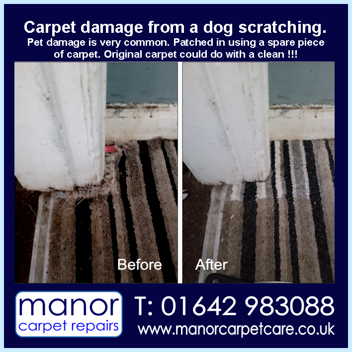 Patch repair. Damage caused by a puppy digging. New carpet could do with a clean.