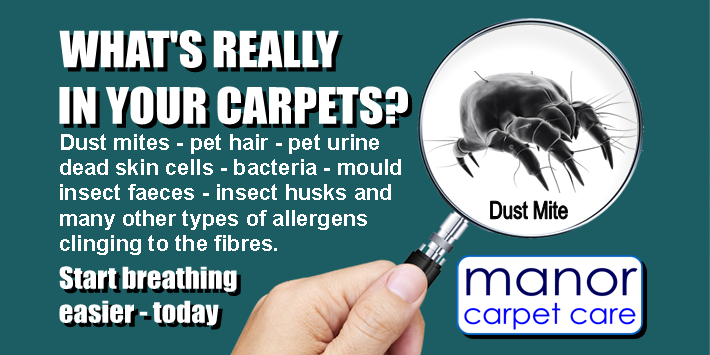 Dirty carpets cause allergens from nasty bacteria